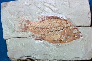 Fossile di un pesce da Unbekannt