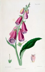 Digitale purpurea, XIX secolo da Unbekannt