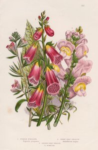 Digitale purpurea (centro) da Unbekannt
