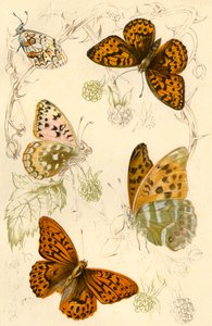Farfalle fritillarie da Unbekannt