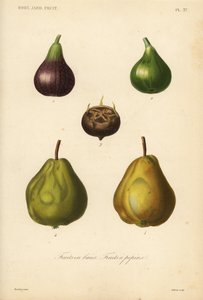 Frutta a semi e bacche da Unbekannt