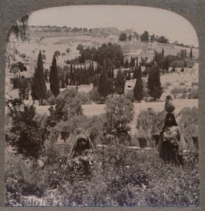 Giardino del Getsemani e Monte degli Ulivi dai Giardini Greci, c1900 da Unbekannt