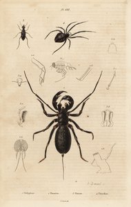 Scorpione frusta gigante, Mastigoproctus giganteus, coleottero, specie Theratus, e ragno della ragnatela, specie Theridion