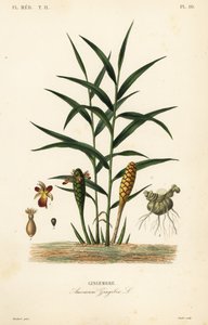 Zenzero o radice di zenzero, Zingiber officinale, Amomum zingiber, Gingembre