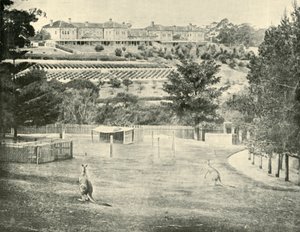 Manicomio di Gladesville, Nuovo Galles del Sud