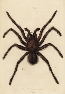 Ragno mangiatore di uccelli Golia, Theraphosa blondi da Unbekannt
