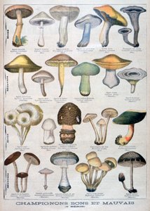 Funghi buoni e cattivi, 1896 da Unbekannt