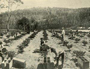 Gooseberry Farm, Glenbrook, 1901 da Unbekannt