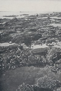 La Grande Barriera Corallina