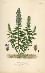 Lobelia blu grande, Lobelia siphilitica, Lobelia siphylitica, Lobelie siphylitique da Unbekannt