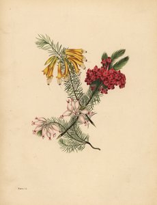 Grande erica fiorita, Erica rossa brillante, Erica di porcellana, Solitudine da Unbekannt