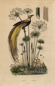 Paradiso maggiore, Paradisaea apoda, e papiro, Cyperus papyrus da Unbekannt