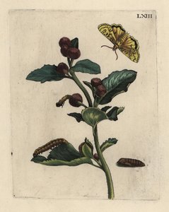 Bardana maggiore con falena, bruco e pupa