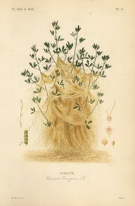 Cuscuta europea da Unbekannt