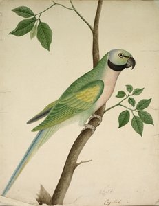 Pappagallo verde, c. 1820 da Unbekannt