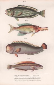 Pesce pappagallo verde. Indian longmouth, Rasirnesser, Wrasse, c.1850s da Unbekannt