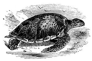 Tartaruga verde Chelone mydas, c1890 da Unbekannt