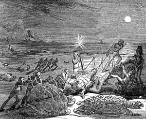 Tartarughe verdi e tartarughe caretta catturate sulla costa di Cuba, 1832 da Unbekannt