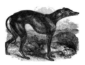 Levriero, 1848 da Unbekannt