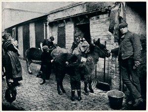 Toelettatura degli asini dei coster, Londra, c1903