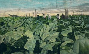 Coltivazione del tabacco, Cuba, 1909 da Unbekannt
