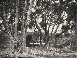 Gummibaume Ficus elastica, 1926 da Unbekannt