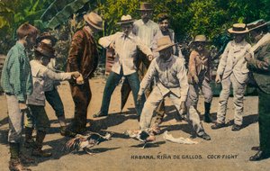 Habana. Rina de Gallos. Combattimento di galli, c.1900s