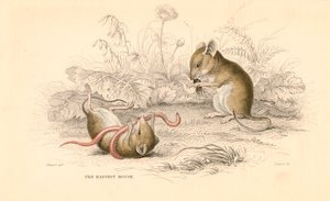 Topo di campagna Micromys minutus del Vecchio Mondo, 1828 da Unbekannt
