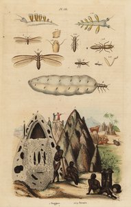 Termite raccoglitrice e monticelli, specie Microhodotermes, e nudibranco, Tergipes tergipes