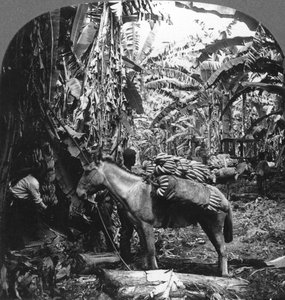 Raccolta di banane, Costa Rica, 1909