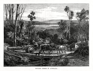 Trasporto di legname, Australia da Unbekannt