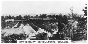 Hawkesbury Agricultural College, Nuovo Galles del Sud, Australia, 1928