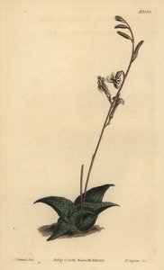 Haworthia venosa (Aloe ricurva, Aloe recurva) da Unbekannt
