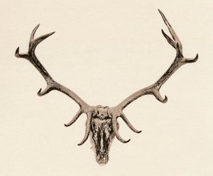 Testa di un cervo, XVI secolo, 1904 da Unbekannt