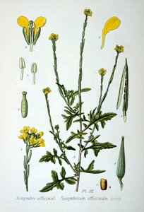 Senape selvatica, 1893