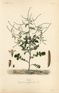 Senape selvatica, Sisymbrium officinale da Unbekannt