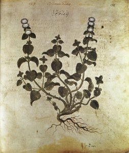 Erbari Menta piperita, VI secolo da Unbekannt