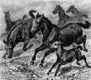 Branco di tarpan, 1893