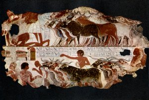 Mandrie di bovini dal tempo della XVIII dinastia, Egitto, c1400 a.C. 1936 da Unbekannt