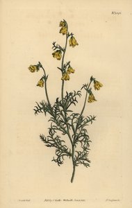 Hermannia confusa (Hermannia tenuifolia) da Unbekannt
