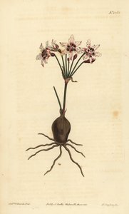 Hessea cinnamomea, Hessea cinnamomea da Unbekannt