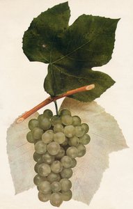 Hidalgo, 1908