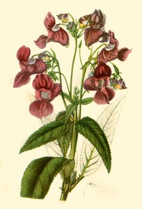 Balsamo dell
