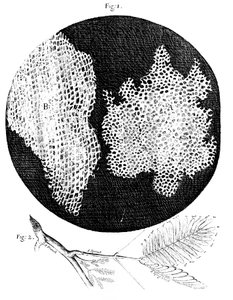 Osservazioni di Hooke sulla struttura cellulare del sughero e un rametto di pianta sensitiva, 1665 da Unbekannt