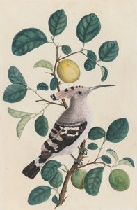 Upupa su ramo di albero di agrumi, c. 1800