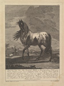 Cavallo, XVIII secolo da Unbekannt