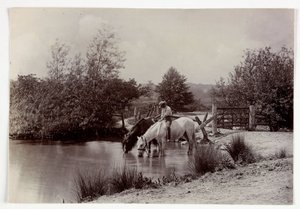 Cavalli che bevono a uno stagno, circa 1890