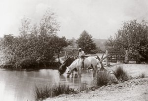 Cavalli che bevono a uno stagno, verso gli anni 1890 da Unbekannt