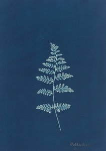 Hothocleana, c. 1850