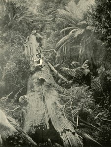 Come sono caduti i potenti, 1901 da Unbekannt